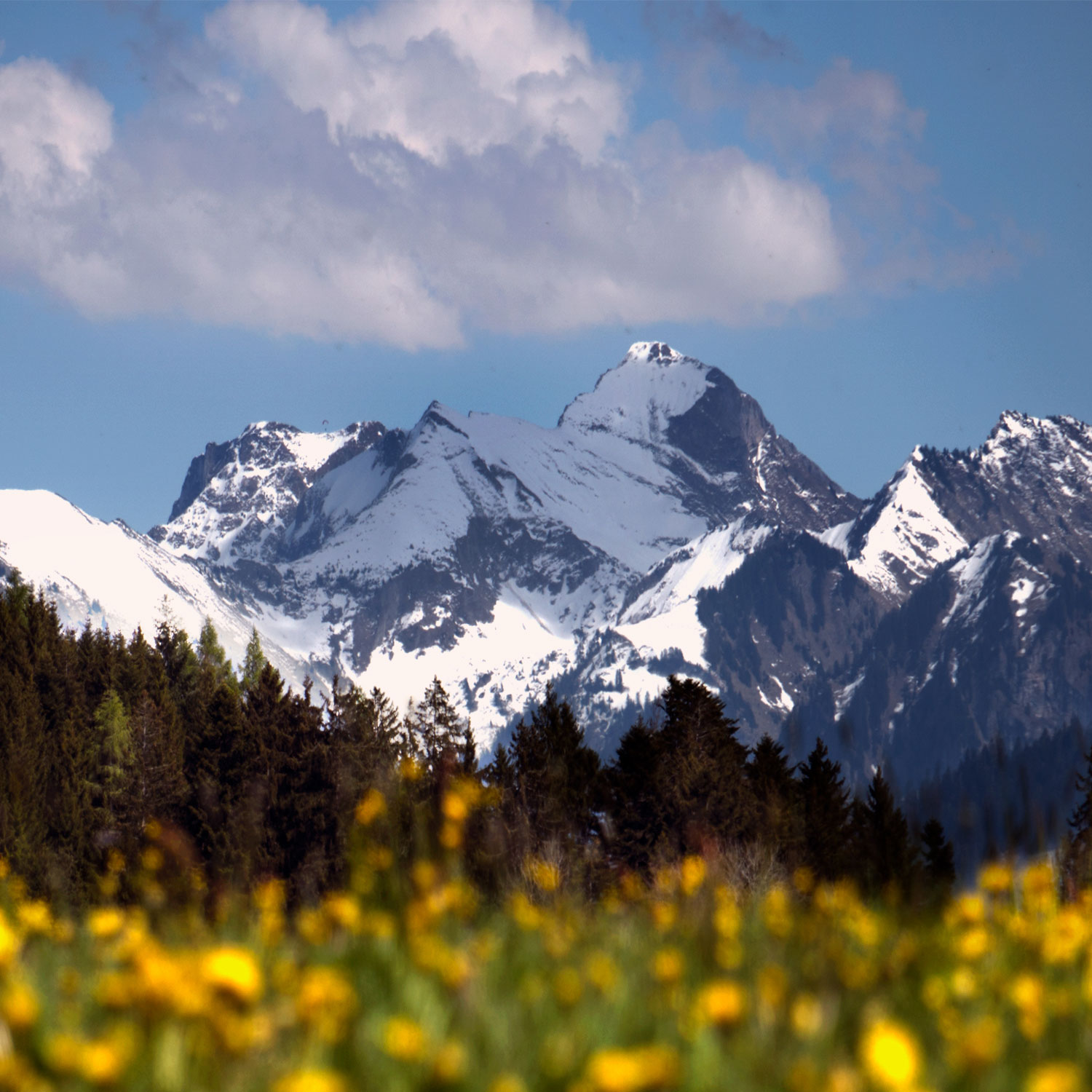 Spring in Gruyère (CH)